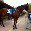 Jolie Bay at Hawkesbury races